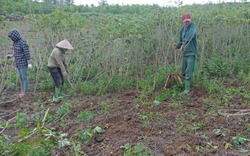 Việt Nam mua lượng khổng lồ một loại nông sản của Campuchia, chế biến bán cho Trung Quốc, Đài Loan