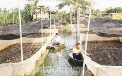 Cho cá rô đồng sống chung ao với ếch, anh nông dân tên Loạn ở Hải Dương làm thế nào mà thu bộn tiền