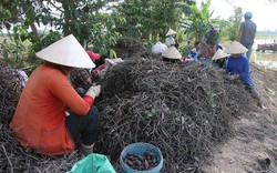 Nơi này, khoai lang tăng giá ầm ầm, nông dân không có đủ để bán