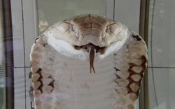 Thót tim loài rắn độc nhất thế gian đang nuôi tại Việt Nam