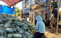 Loại quả ngọt ngon này ở Bình Định, hái chất la liệt, giá bốc hơi mất một nửa, nông dân nói câu bất ngờ