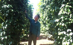 Nông dân, doanh nghiệp, HTX ở Đắk Nông hợp tác trồng hồ tiêu, cà phê kiểu gì mà nhà nào cũng có tiền nhiều hơn