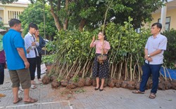 Hội Nông dân Thái Nguyên hỗ trợ 400 cây giống cho hội viên, nông dân phát triển kinh tế