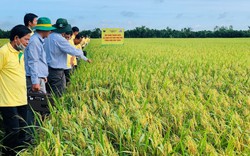 Tăng lợi nhuận trồng lúa từ mô hình bón vùi phân bón Đầu Trâu kết hợp sạ cụm tại Châu Phú – An Giang