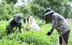 Liên kết sản xuất giúp nông dân trồng chè Phổng Lái tiêu thụ sản phẩm