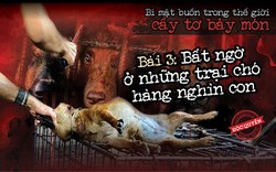 Bất ngờ ở những trại chó hàng nghìn con (Bài cuối)