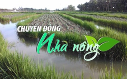 Chuyển động Nhà nông 3/7: Cảnh báo vỡ hệ thống canh tác lúa - tôm ở Kiên Giang 