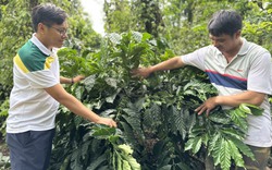 Giá cà phê cao nhất trong 15 năm qua, nông dân Đắk Lắk đua nhau mua giống mới về tái canh