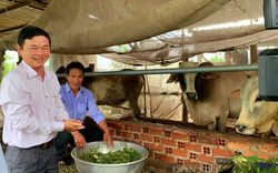 Phong trào nông dân thi đua sản xuất, kinh doanh giỏi là điểm nhấn nổi bật của Hội Nông dân tỉnh An Giang