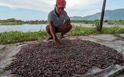 Một huyện ở Khánh Hòa sẽ nhân rộng mô hình nuôi con sá sùng-một loại động vật bổ dưỡng