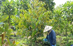 Cẩn trọng phát triển "nóng" diện tích trồng sầu riêng ở Tiền Giang (bài 2): Ồ ạt bỏ mít Thái để trồng sầu riêng