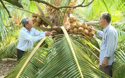 Thu nhập ổn định từ dừa xiêm lùn, trái đỏ