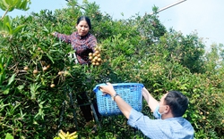 Giống cây đặc sản ra thứ quả ngon, nông dân Bà Rịa-Vũng Tàu hái xuống là bán hết sạch, lãi cao