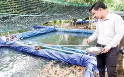 Hậu Giang: Nuôi đàn cá cảnh săn mồi, khách hàng đặt mua số lượng lớn, chàng trai 9X thu hơn nửa tỷ đồng