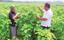 Cứ 60 ngày lại thu một lứa cây gai xanh, chả phải lo "bán chác", nông dân Phú Thọ đút tiền vào túi