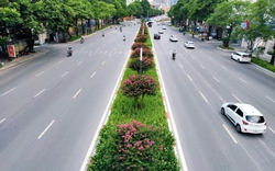 Hoa tường vi "thế chỗ" phong lá đỏ, khoe sắc trên đường Nguyễn Chí Thanh 
