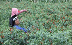 Ớt chín đỏ ruộng, giá cao 30.000-40.000 đồng/kg, nông dân Lạng Sơn vui như tết