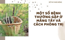 SỔ TAY NHÀ NÔNG: Một số bệnh thường gặp ở cây măng tây và cách phòng trị