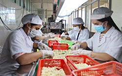 Loại quả bóc ra thứ hạt ăn bổ dưỡng, tóc mượt, sáng da, bán tươi ở Lâm Đồng giá cao nhất 110.000 đồng/kg