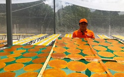 Vùng đất Cam Lâm của Khánh Hòa ấn tượng với một loại bánh thơm nức hương xoài chín, ai ăn cũng mê tít