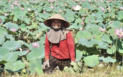 Trồng thứ cây tới vụ cứ 3 ngày lại bẻ đài, nông dân Quảng Nam lãi gấp 4-5 lần trồng lúa