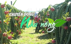 Chuyển động Nhà nông 7/7: Thanh long Bình Thuận tiếp diễn điệp khúc mất giá