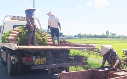 Đầu tư máy cấy mới từ 4 hàng lên 6 hàng, chị nông dân Thái Bình làm 20 mẫu ruộng mà nhàn tênh