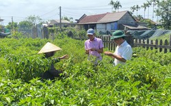 TT-Huế: Hơn 52.000 hộ hội viên nông dân đăng ký phấn đấu đạt danh hiệu nông dân sản xuất kinh doanh giỏi 