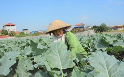 Thêm 2 xã ở Nam Định đạt chuẩn nông thôn mới nâng cao, nông thôn mới kiểu mẫu năm 2022