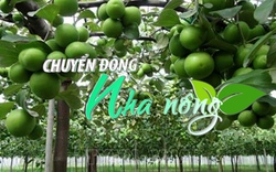 Chuyển động Nhà nông 8/7: Người trồng táo Ninh Thuận trúng lớn vì giá cao