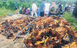 Quạt thông gió hỏng đột ngột, hơn 7.000 con gà chết nóng, một nông dân Hà Tĩnh mất đứt nửa tỷ, đến khổ!