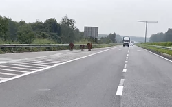 Đang chạy 100km/h, tài xế tá hoả né đàn bò đi dạo trên cao tốc Long Thành – Dầu Giây