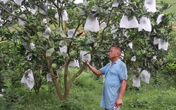 "Chê" bưởi da xanh "khó tính", ông nông dân Hòa Bình vẫn mát tay trồng, thu lãi nửa tỷ mỗi năm