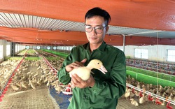 Xây nhà máy nuôi vịt kiểu "sang chảnh", một năm bán 6 lứa, một anh giám đốc nông dân Quảng Bình thu tiền tỷ