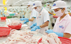 Trung Quốc, Mỹ mua nhiều cá tra nhất của Việt Nam, kỳ vọng xuất khẩu cả năm hơn 1,7 tỷ USD