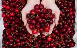 Cherry Mỹ đổ bộ Việt Nam, giá rẻ chưa từng có