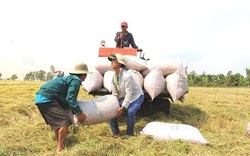 Giá gạo tiếp tục tăng, Bộ trưởng Lê Minh Hoan khẳng định với Quốc hội, Việt Nam vẫn xuất khẩu trên 7 triệu tấn gạo