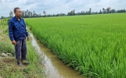 Giá gạo tăng "nóng", lúa thu đông mới làm đòng nhiều doanh nghiệp, thương lái đã tới tận ruộng đặt cọc