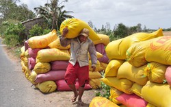 Tâm sự của một thương lái 20 năm theo nghề xáo gạo ở Kiên Giang: Chưa bao giờ thấy giá lúa cao như năm nay