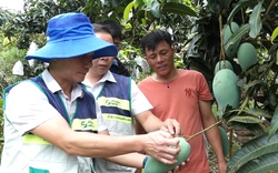 "Thâm canh xoài theo tiêu chuẩn VietGAP", xoài Sơn La khẳng định được chất lượng