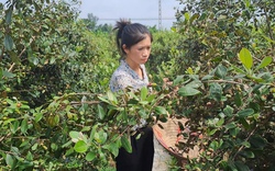 Từng bị chê gàn dở vì trồng cây dại ở vườn nhà, nay cô giáo Thái Nguyên khiến ai cũng phải thán phục