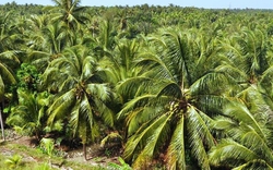 Hoa Kỳ chính thức mở cửa thị trường cho quả dừa tươi của Việt Nam