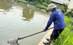 Cá chết rải rác quanh năm, người nuôi cá Hải Dương đau đầu tìm cách ứng phó dịch bệnh