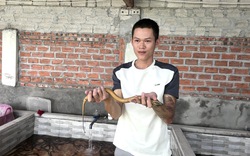 Bỏ nghề ốp đá, trai làng Thanh Hóa về quê nuôi lươn không bùn, mỗi tháng kiếm 15 triệu
