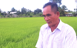 Nông dân ĐBSCL bán lúa non trước "bão" giá gạo tăng: Lúa mới cấy được 1 tháng, đã có "cò" đến cọc tiền cả ruộng