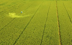 Nông dân ĐBSCL bán lúa non trước "bão" giá gạo: Cần hợp đồng có lợi cho cả bên mua và bên bán (Bài cuối)