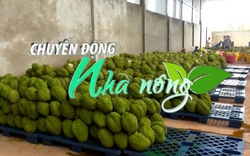 Chuyển động Nhà nông 13/8: Quản lý chặt hoạt động thu mua và tiêu thụ sầu riêng ở tỉnh Đắk Lắk