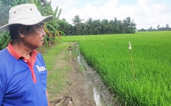 Nông dân ĐBSCL bán lúa non trước "bão" giá gạo: Tranh nhau đến ruộng đặt cọc, doanh nghiệp chấp nhận lỗ để mua (Bài 2)