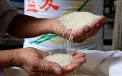 Xu hướng tăng giá trên thị trường gạo có phải là 'biến động kỹ thuật'?