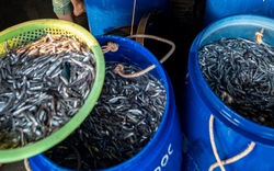 Loài cá bình dân, giá rẻ có giá trị dinh dưỡng cao, ăn cực đưa cơm, đang vào mùa ở biển Nam Trung Bộ